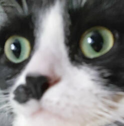 thoa binx